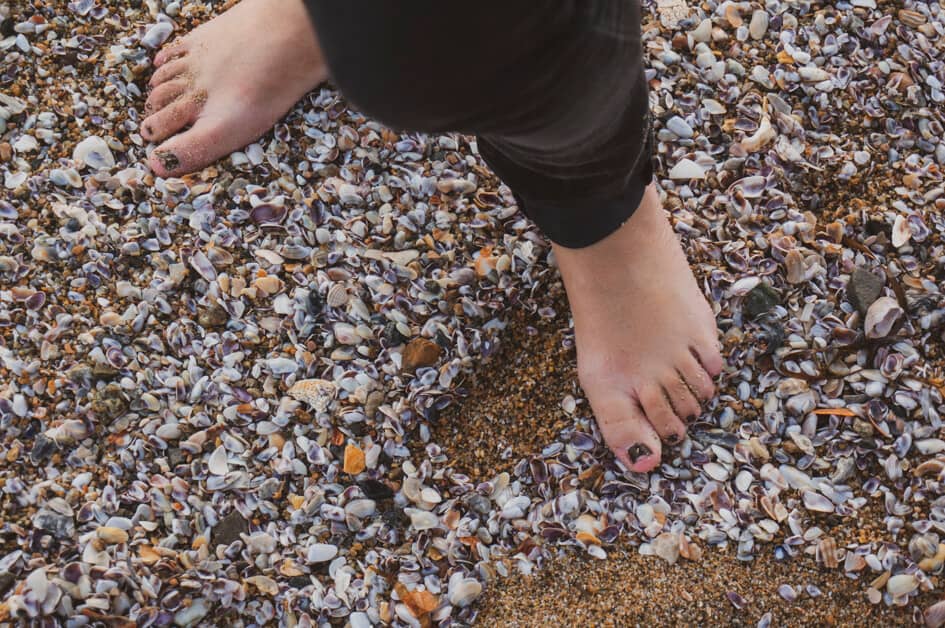 tiny shells on a beach